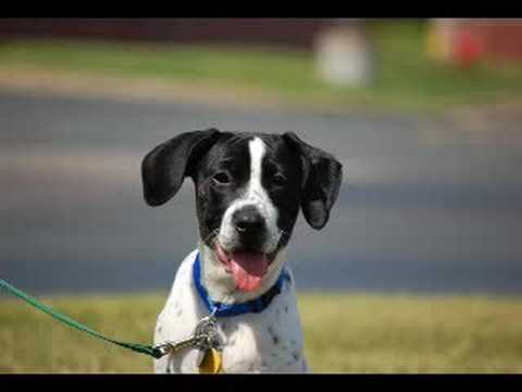 Dog Adoption - July 5, 2008