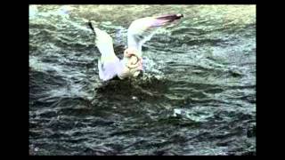 Martıya Aşık Olmuş Balık