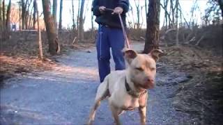 Esco The Terrific Terrier Mix Sweetheart Ahs Tinton Falls, N.j., Nov. 29, 2012