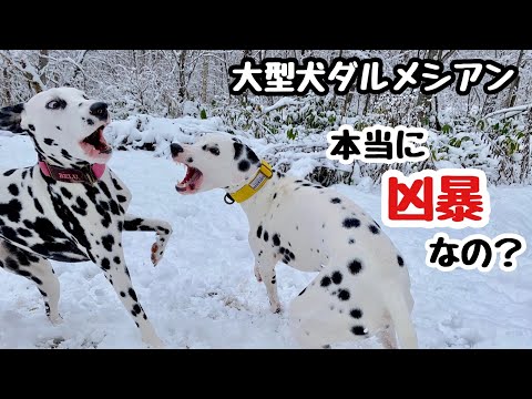 【子犬】大型犬ダルメシアンは本当に凶暴なのか。リアルな日常生活の様子をお話ししたいと思います。#子犬と子ども#ダルメシアン#凶暴性