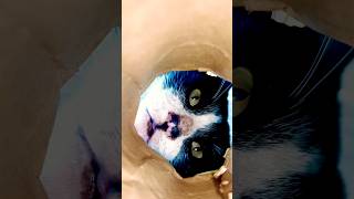 His Brain Cell Went This Way Treats Found 