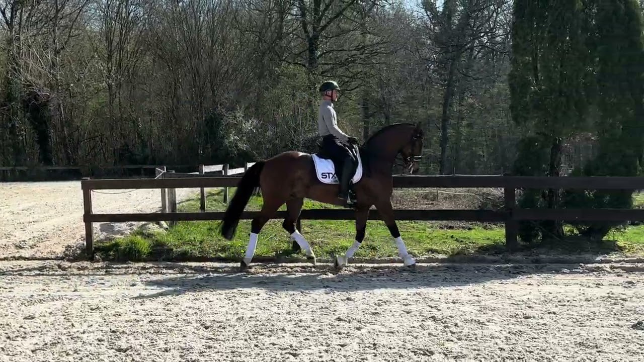 DRESSAGE HORSE FOR SALE - PSG GELDING - 2014 - ESCOLAR / FLORESTAN