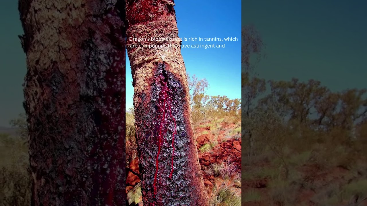 The Dragon Blood tree is Wild! 🩸#shorts