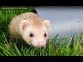 Ferreting in the UK