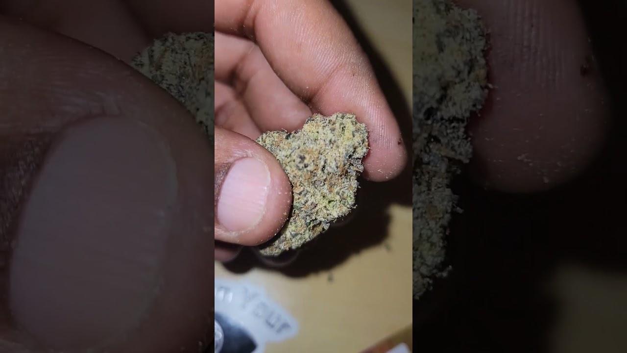 Sherblato cultivated by The Official Gooniez x Ted's Budz
