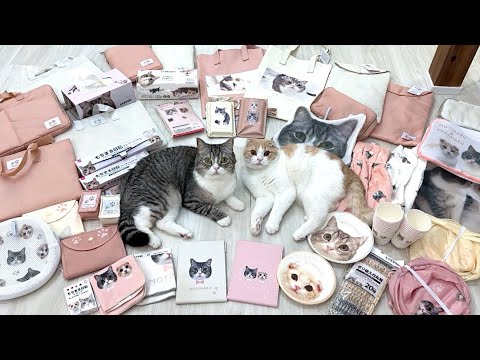 徹夜で仕事してたら猫たちが先にベッドでこうなってました…