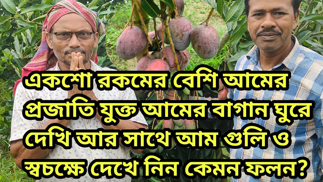 একশো রকমের বেশি আমের প্রজাতি যুক্ত আমের বাগান ঘুরে দেখি সাথে আমগুলিও স্বচক্ষে দেখে নিন।।9832745052।।