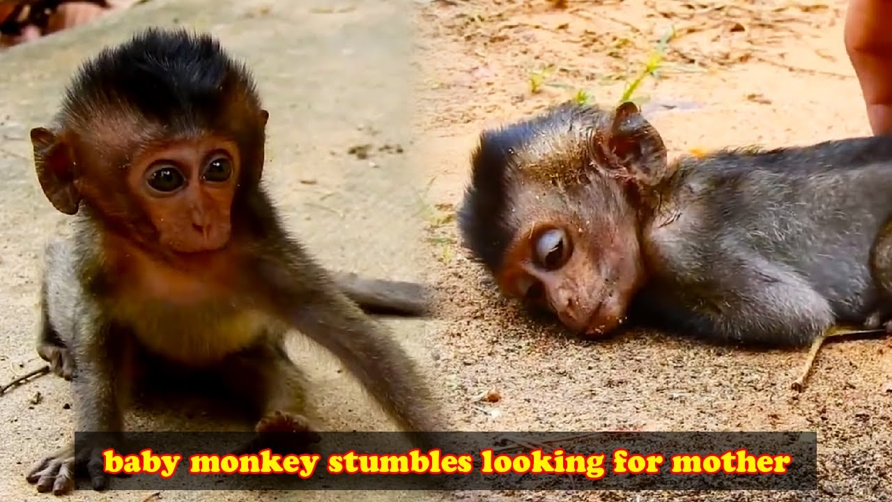 The baby monkey, covered in injuries, staggered to find its mother and cried miserably.