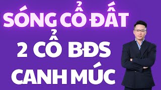 🟢 SÓNG BẤT ĐỘNG SẢN QUÁ RÕ RÀNG, 2 CỔ BĐS CANH MÚC NHÉ | #investwithhatv  #vingroup #vhm #bds 