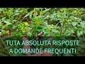 Domande frequenti sul nostro metodo di Trattamenti per la Tuta Absoluta