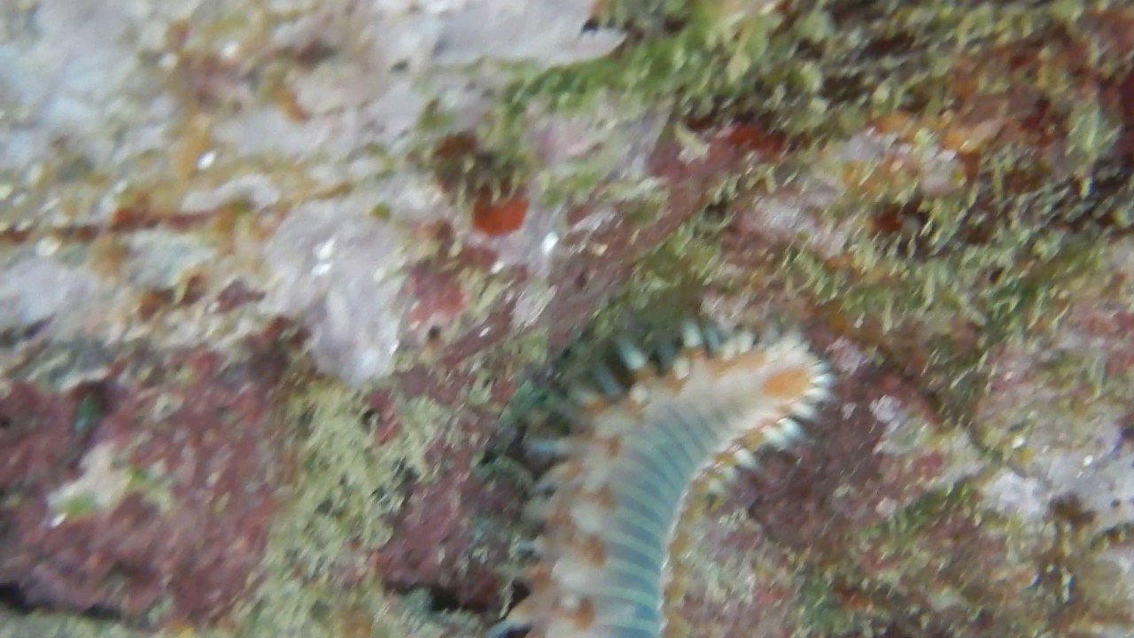 bearded fireworm (Hermodice carunculata) - Video 2/3