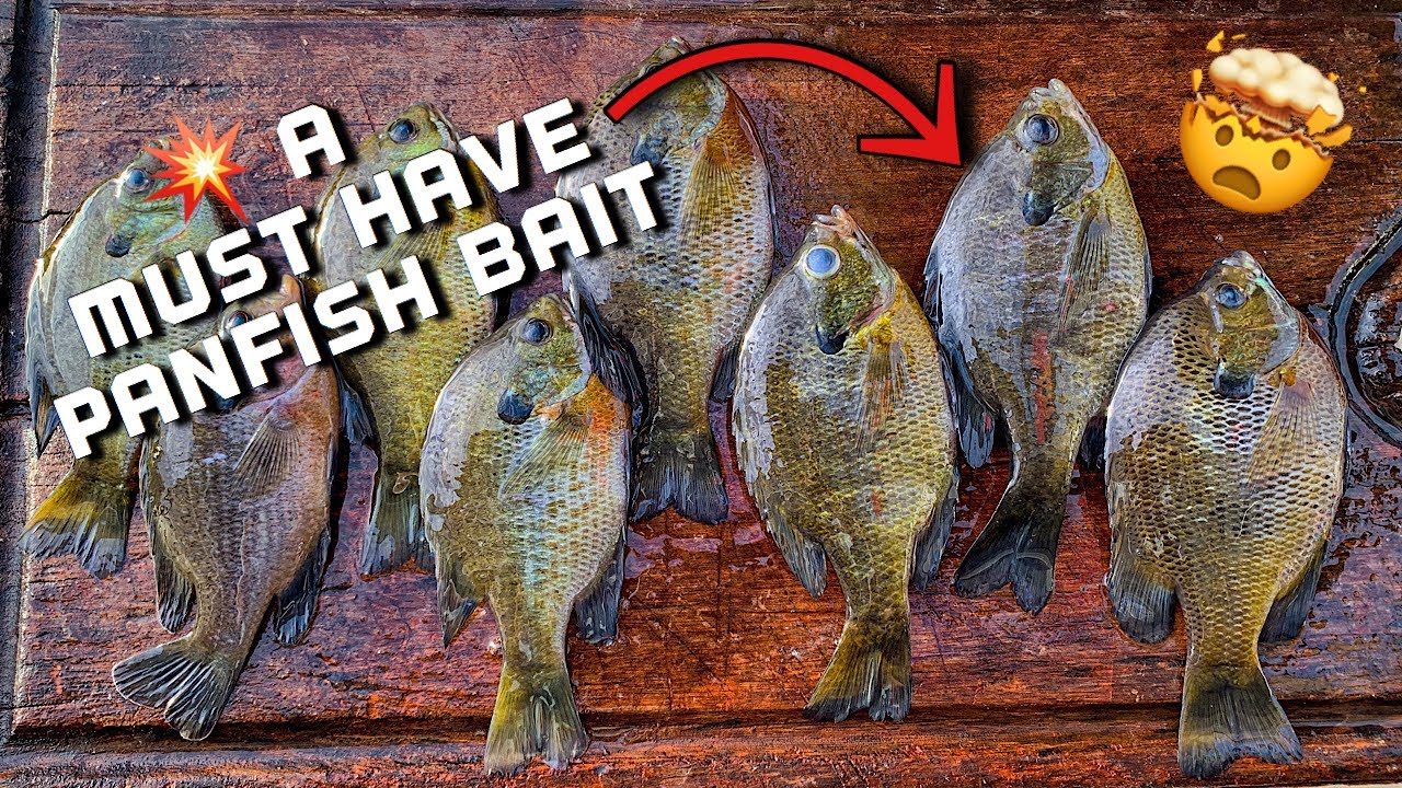 The BEST BAIT for Panfish?!  Alabama Kayak Fishing for Bream 