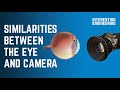 The similarities between the human eye and digital cameras