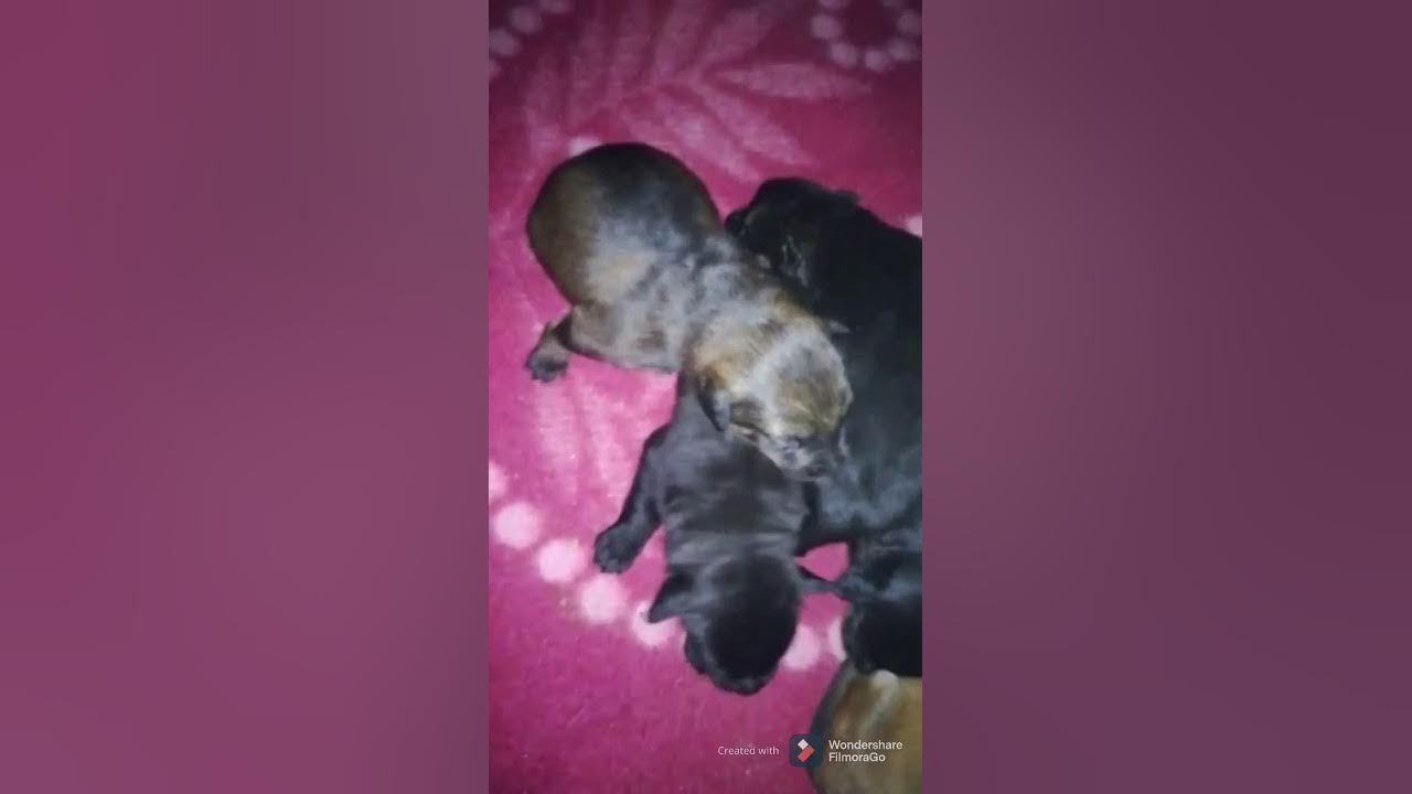 Нашли на улице щенка