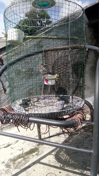 burung gelatik muda belajar bunyi