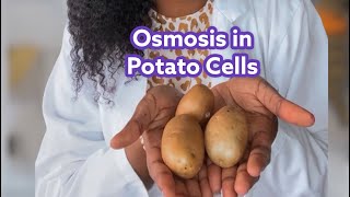 Osmosis in Potato Cells