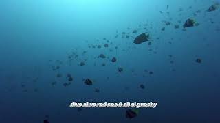 dive alive Red Sea @ ali el guoshy