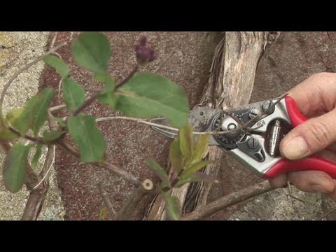 Video: When to plant honeysuckle and how to care?