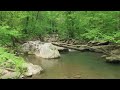 Inside the Forest | A Journey Through Nature’s Heart