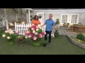 Cottage Farms Vanilla Strawberry Hydrangea on QVC Cottage Farms Vanilla Strawberry Hydrangea on QVC