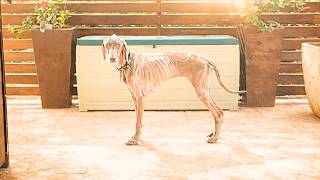 Exclusive This Woman Was Losing Hope On Her Skeleton Dog — Then Everything Changed Details