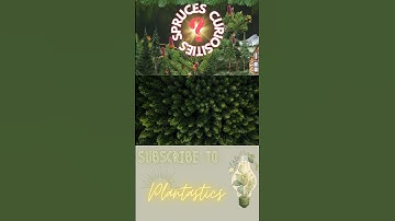 Spruce trees: Much more than a Christmas tree🌲 Find it out!