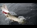 Рыбалка на ультралайт. Озеро около реки. Fishing on the west end of sprawling Lake