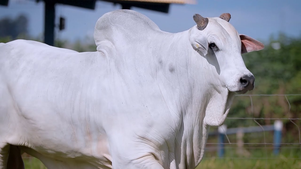 LOTE 60 ANOS - CSCF 6552