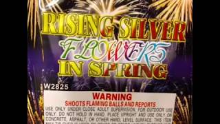 Rising Silver Flowers In Spring Fireworks
