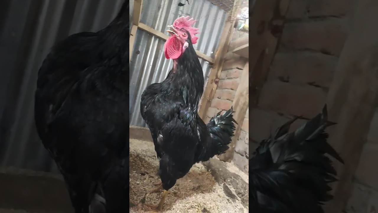 Big Black Australop Rooster Roosting 🐓