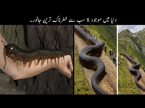 8 Most Dangerous Animals Of Amazon | دنیا کے سب سے خطرناک جانور | Haider Tv