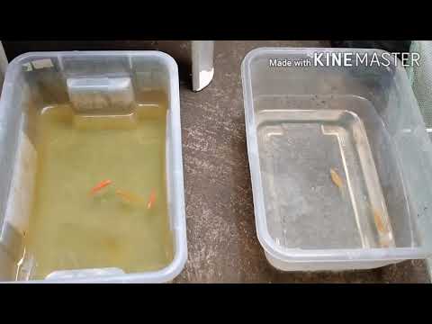 Zebra Danio Allevamento Tutorial