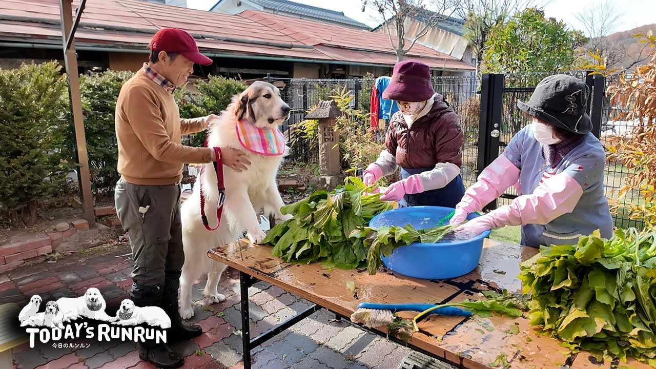 野沢菜漬けを監督したアランとベルとリリーです　Great Pyrenees　グレートピレニーズ