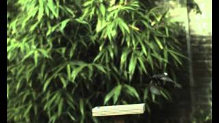 Starling Take Off 01