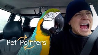 For The Birds | Pet Pointers