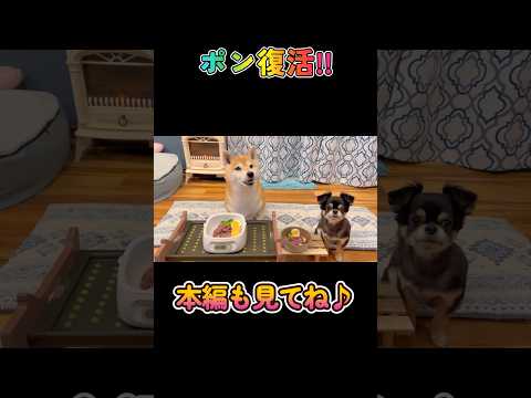 ポンの復活祝い🐶🎉✨#柴犬 #チワワ #shorts