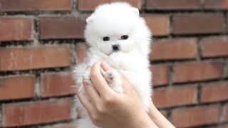 ⭐️⭐️ WHITE TEACUP POMERANIAN CUTEST PUPPY