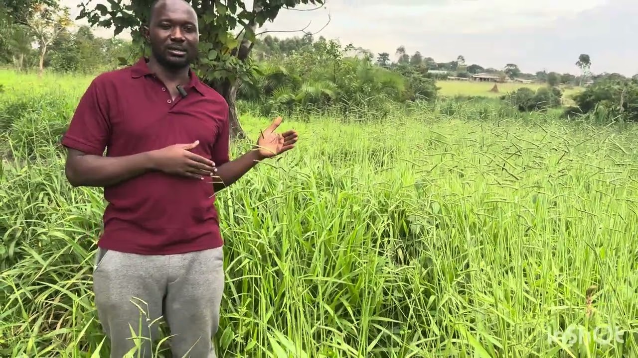 Основная проблема — уничтожение животноводческих ферм.