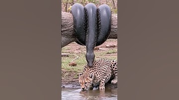 Python silent attack on cheetah 😱 #youtubeshorts