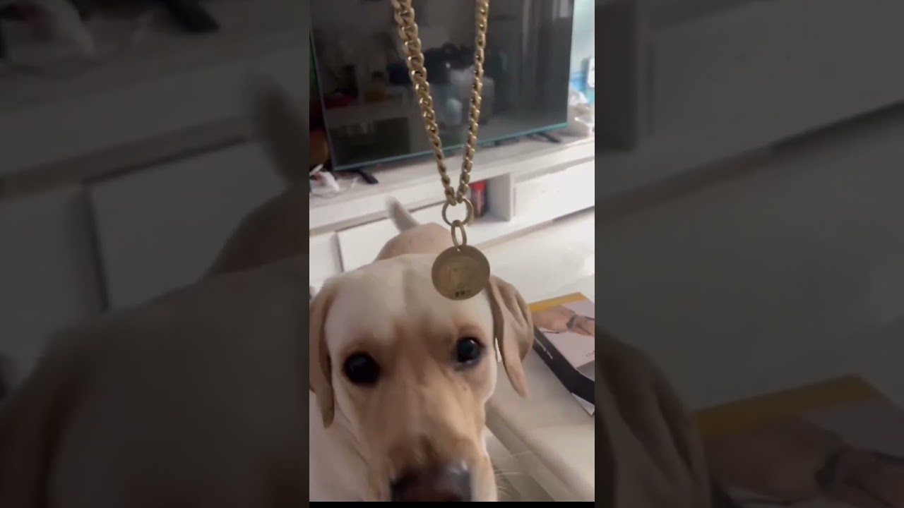 I love this new gold dog chain collar, and it also has my ID tag