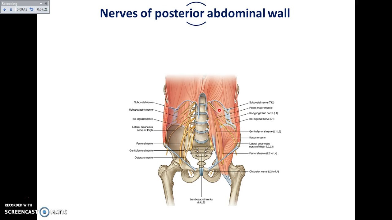 Overview of Abdomen (5) Muscles and Nerves of Posterior Abdominal
