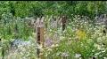 Profile Picture of Growing Gardens to Save Wildlife with Mary Reynolds - YouTube (@youtube.com) on Google