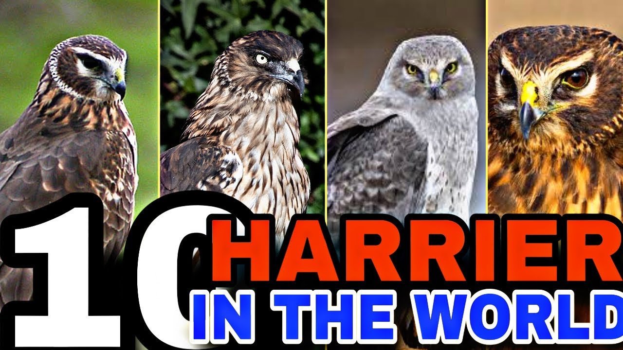top10 Harriers in the world||Harrier Birds The 10 Greatest Hunters in the Sky||Top10 insights
