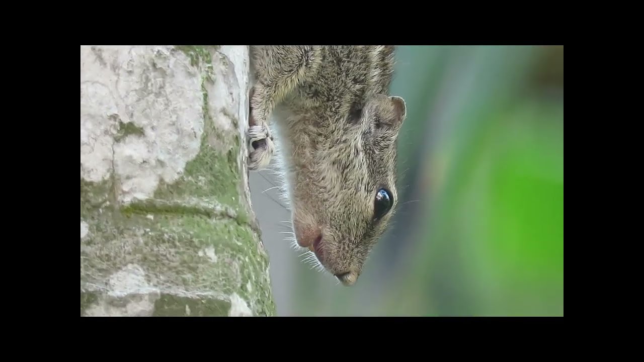 High pitched sound made by a squirrel 