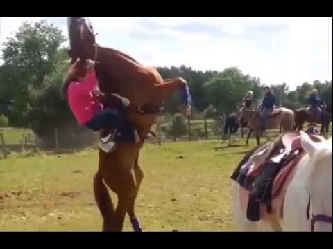 horse - horse