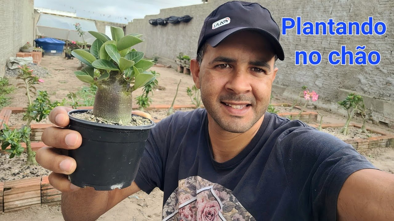 Como plantar rosa do deserto arabicum no chão?