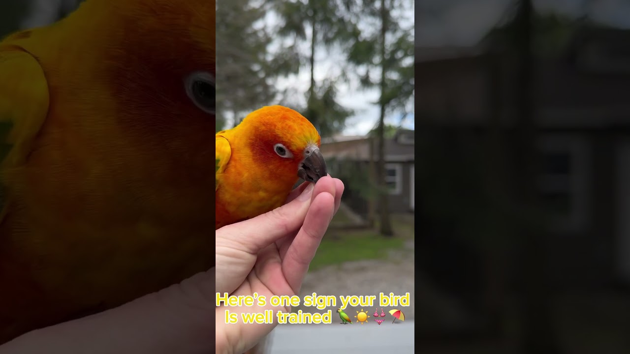 Can your bird do this? 