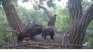 07 10 18~Decorah Eagle Cam~Mom comes in with fish~ D29 gets it ~ D30 \& D31 looks for leftovers.