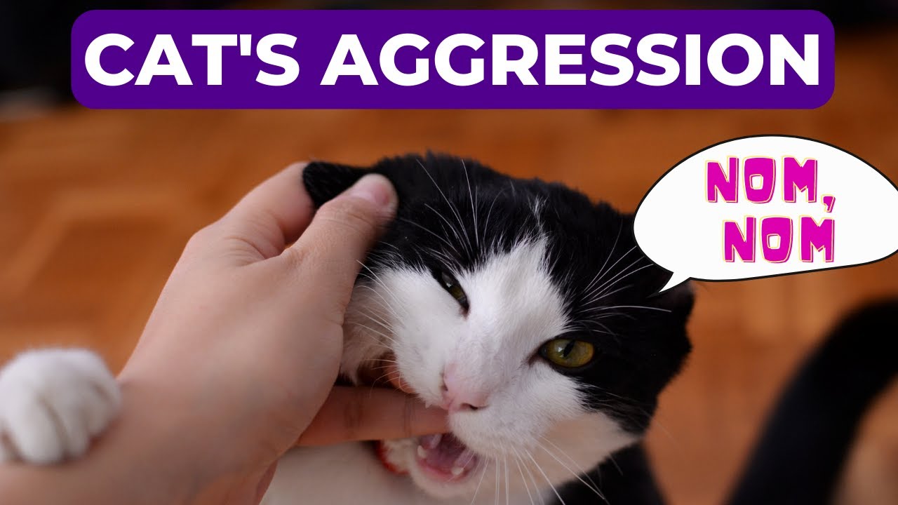 Explaining cat aggression. Why it’s happened - YouTube