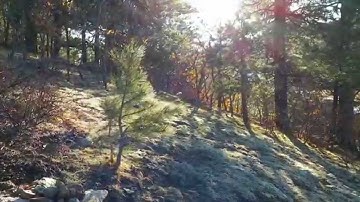 Finding North / South Using Tree Branches